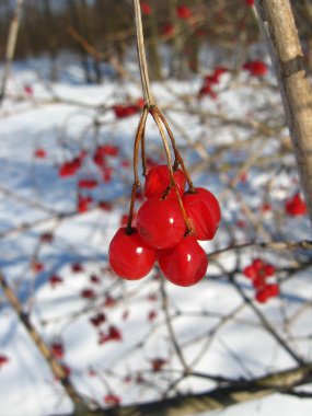 guelder-Roze