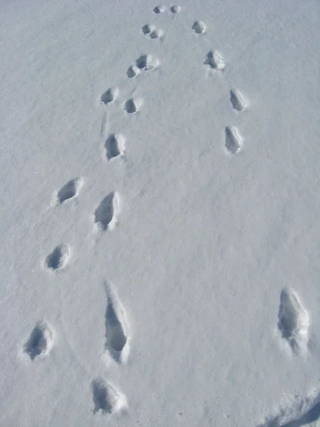 Traces on a snow — Stock Photo, Image
