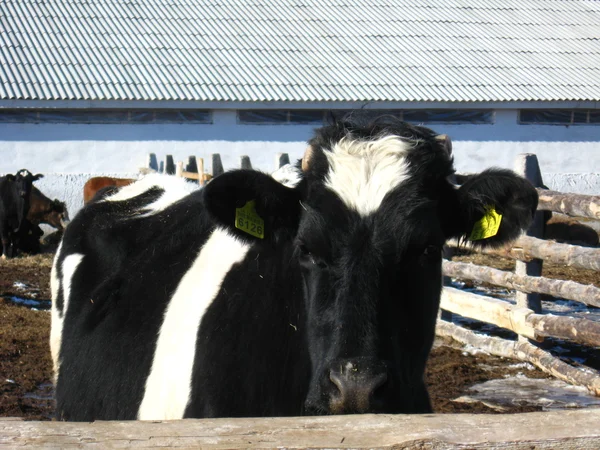 Vaca preta e branca em uma fazenda — Fotografia de Stock