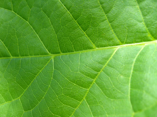 Green background from a leaf — Stock Photo, Image