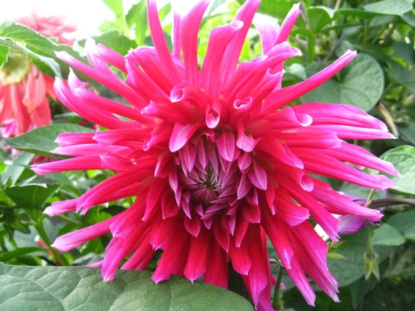 Bela flor de dália vermelha — Fotografia de Stock