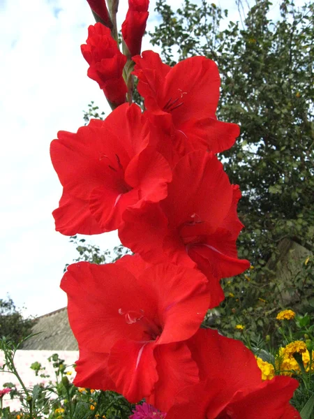 Uma bela flor de gladíolo — Fotografia de Stock
