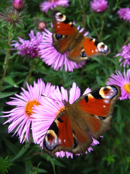The pair of peacock eyes on the asters — Stock Photo, Image