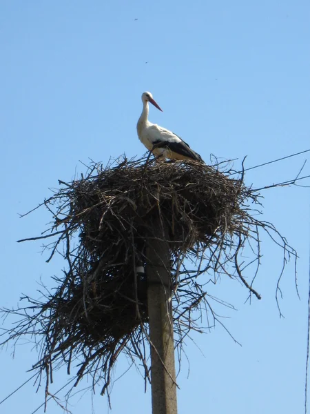 stock image Nest of storks in village