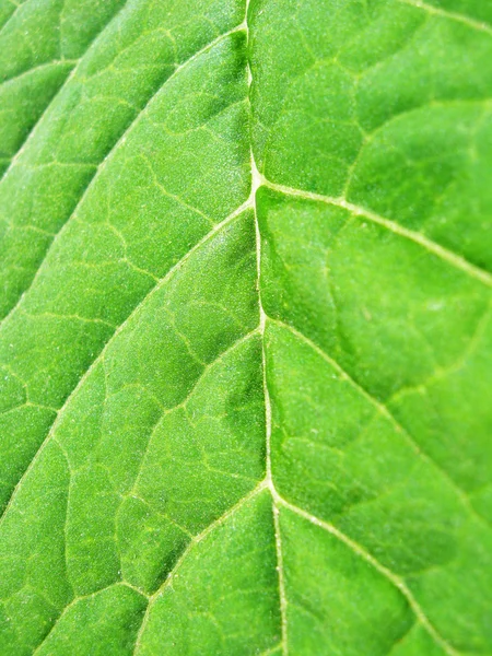 緑の葉からの背景 — ストック写真