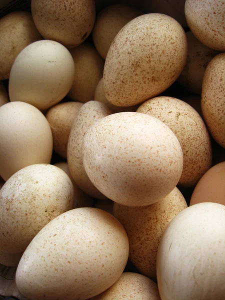 A lot of eggs of turkey — Stock Photo, Image