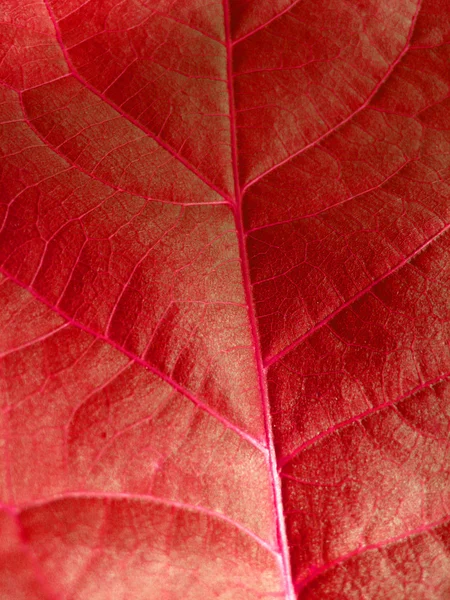 Bardzo nietypowe czerwone tło z liścia — Zdjęcie stockowe