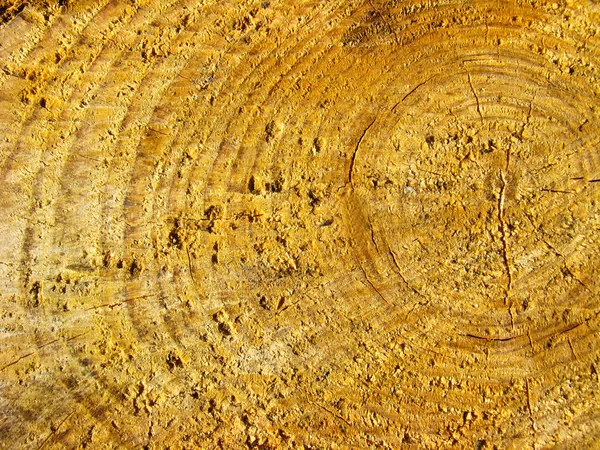 Пластырь на срезе дерева — стоковое фото