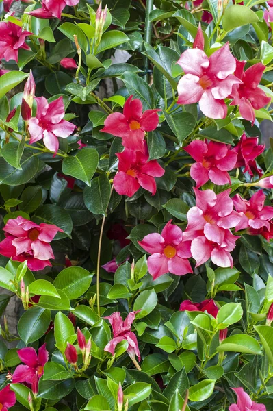 stock image Cuisiat - Flowers