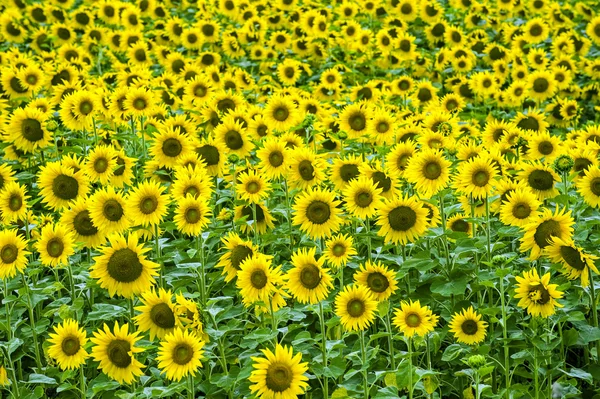 Sunflowers in Burgundy — Stock Photo, Image