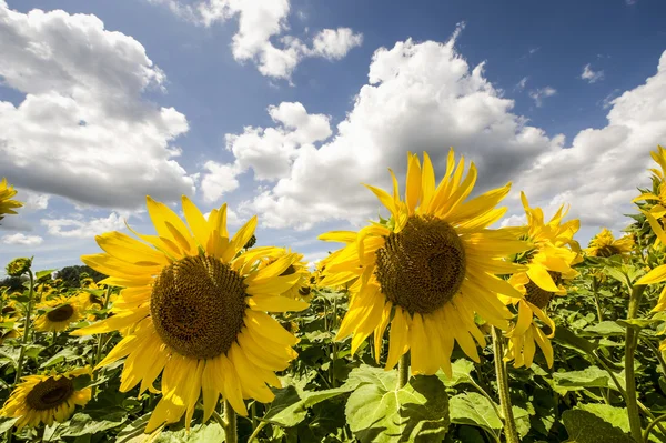 Sunflowers in Burgundy — Stock Photo, Image