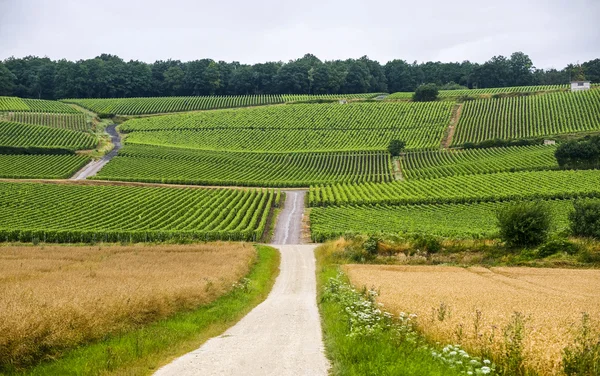 Vineyards in CHampagne — Stock Photo, Image