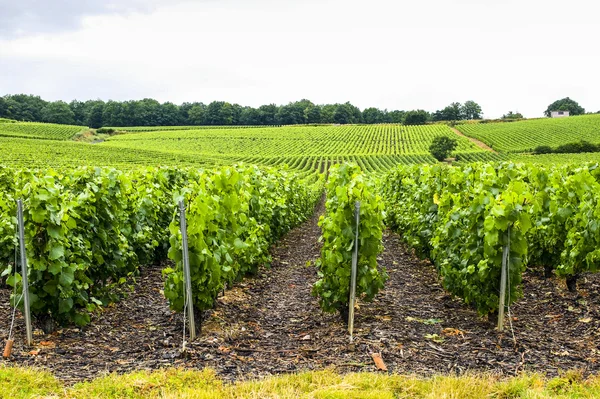 Wijngaarden in champagne — Stockfoto