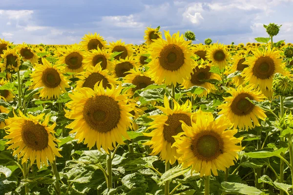 stock image Sunflowers in Burgundy