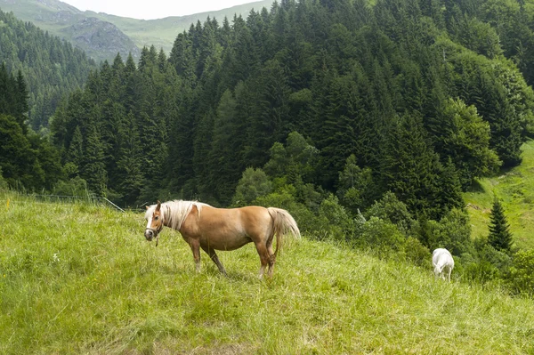 Άλογα στα ιταλικά βουνά — Φωτογραφία Αρχείου