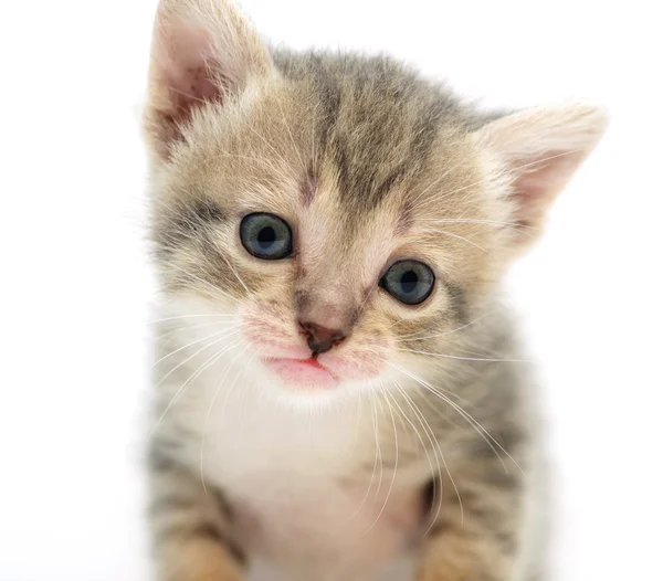 stock image Small kitty