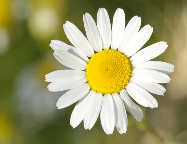 daisywheel alanı