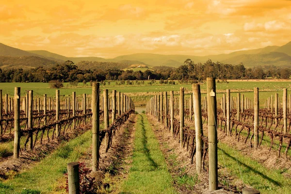 stock image Vineyard