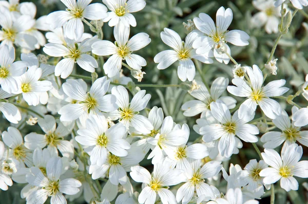 Flores blancas —  Fotos de Stock