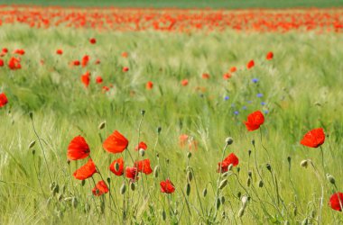 Poppy field clipart