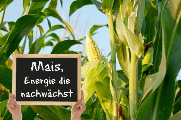 Corn, the energy grows — Stock Photo, Image