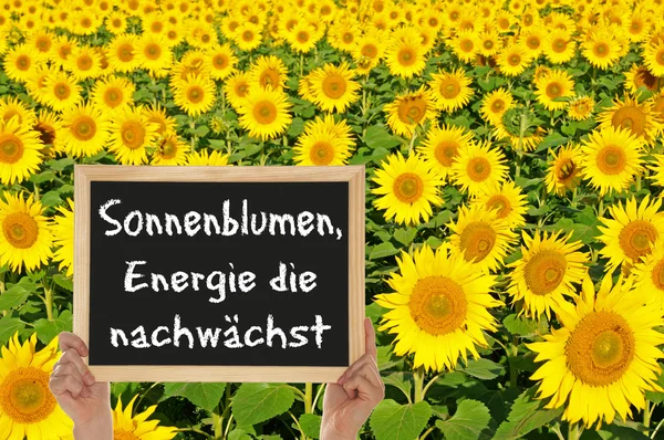Sonnenblume, die Energie wächst — Stockfoto