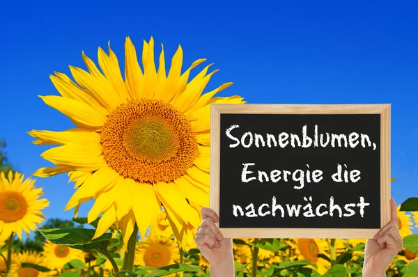 Slunečnice, energie roste — Stock fotografie