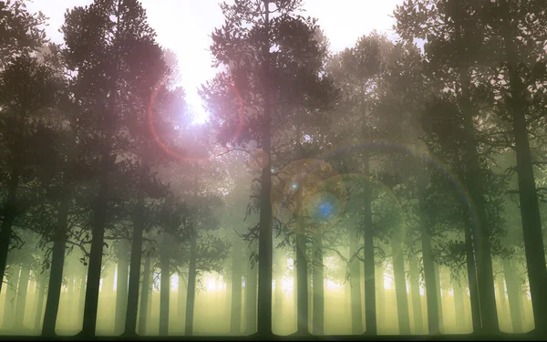 Fenyves erdő Stock Kép