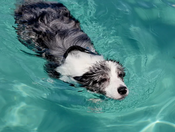Cane da nuoto — Foto Stock