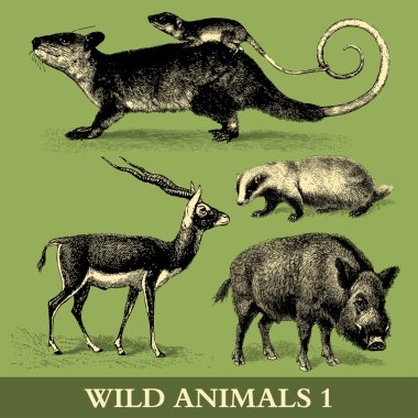 Wild Animals clipart