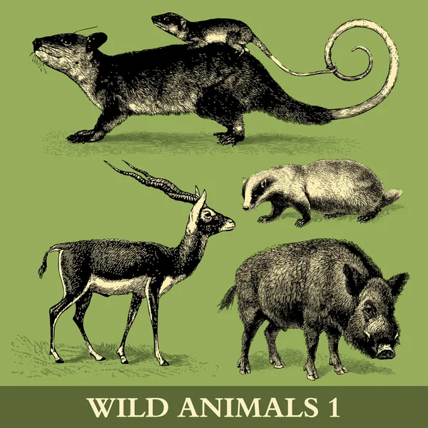 Wild Animals — Stock Vector