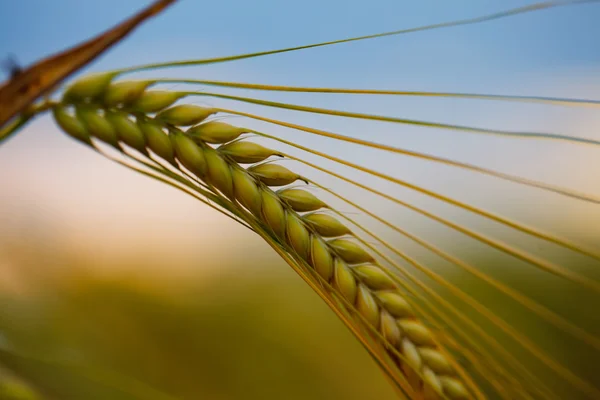 Зернові — стокове фото