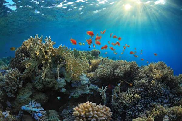 Mercan resifi — Stok fotoğraf