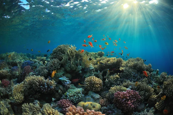 Barriera corallina Fotografia Stock
