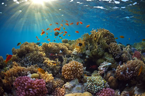 Coral reef — Stock Photo, Image