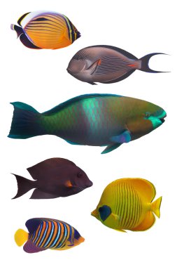 Coral fish isolated clipart