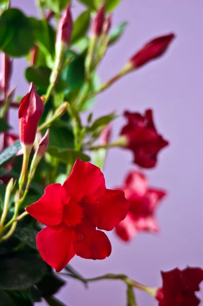 The lonely red flowe — Stock Photo, Image