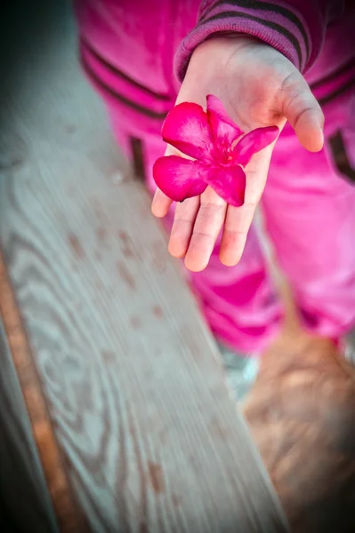 Λουλούδι σε ένα χέρι — Φωτογραφία Αρχείου