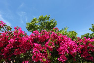 Beautiful purple bougainvilleas in a Mediterranean garden clipart