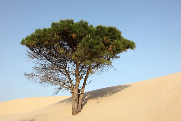 Pino su una duna di sabbia a Punta Paloma, Andalusia Spagna — Foto Stock