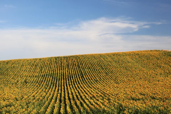 Zonnebloem veld in Andalusië, Spanje — Stockfoto