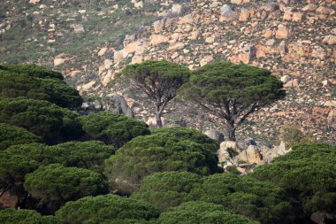 Pine trees in Cadiz province, Spain clipart