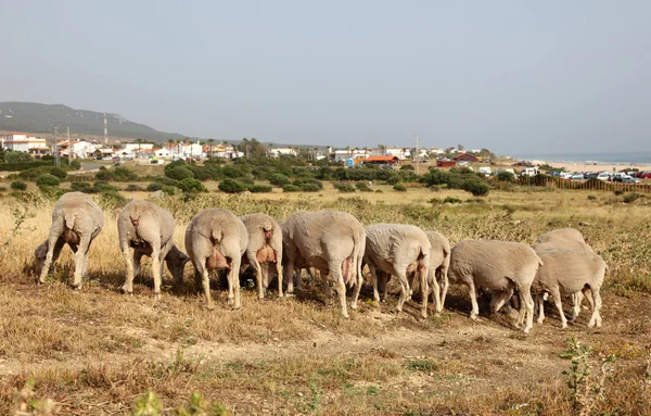 Fårskock i Andalusien, Spanien — Stockfoto