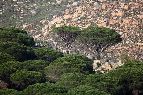 スペイン カディス州の松の木 — ストック写真
