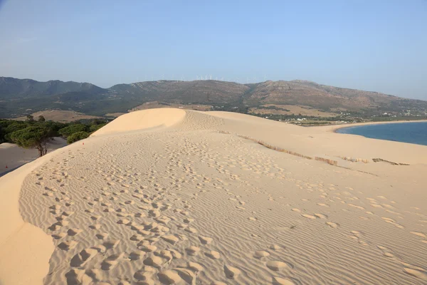 Dune adlı punta paloma, Endülüs, İspanya — Stok fotoğraf