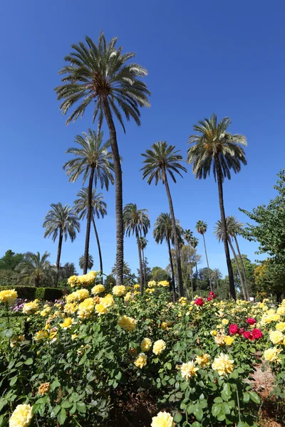 Palm bomen en bloemen in maria luisa park. Sevilla, Andalusië, Spanje — Stockfoto