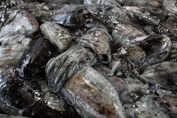 Lulas frescas para venda no mercado do peixe — Fotografia de Stock