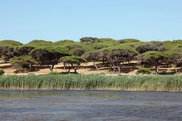 Paisaje con un bosque de marismas y pinos de piedra en Algarve, Portugal — Foto de Stock