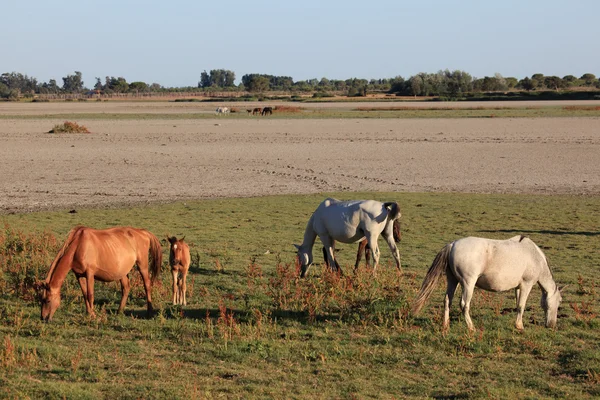 Cavalos no Parque Nacional de Do=ana, Província de Huelva Andaluzia, Espanha — Fotografia de Stock