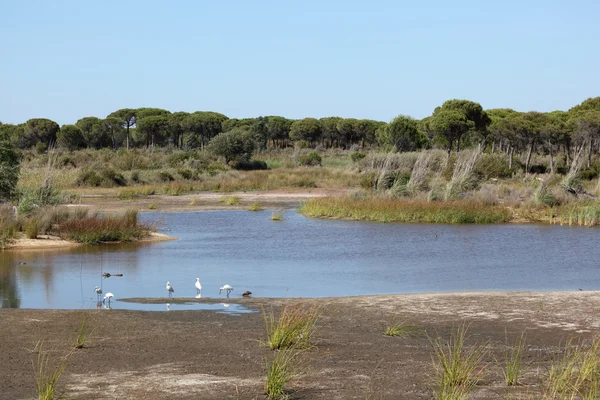 Wetlands in Doñana National Park, Andalusia Spain — стокове фото